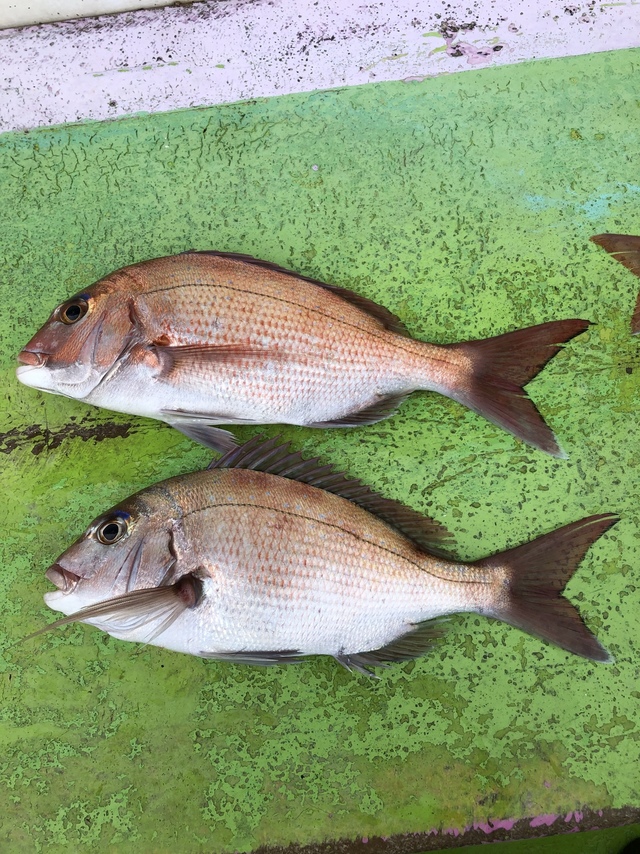 ハナダイ(チダイ)