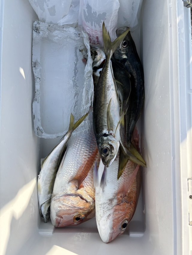 マダイ・ワラサ(ブリ)