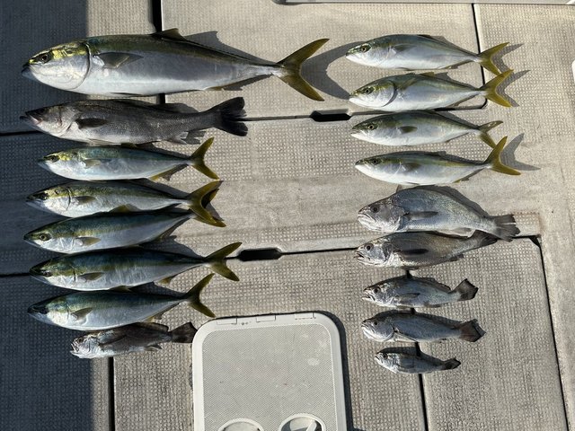 ヒラスズキ・ブリ・ハマチ(ブリ)・クログチ