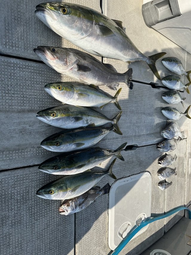 ヒラスズキ・ブリ・ハマチ(ブリ)・クログチ