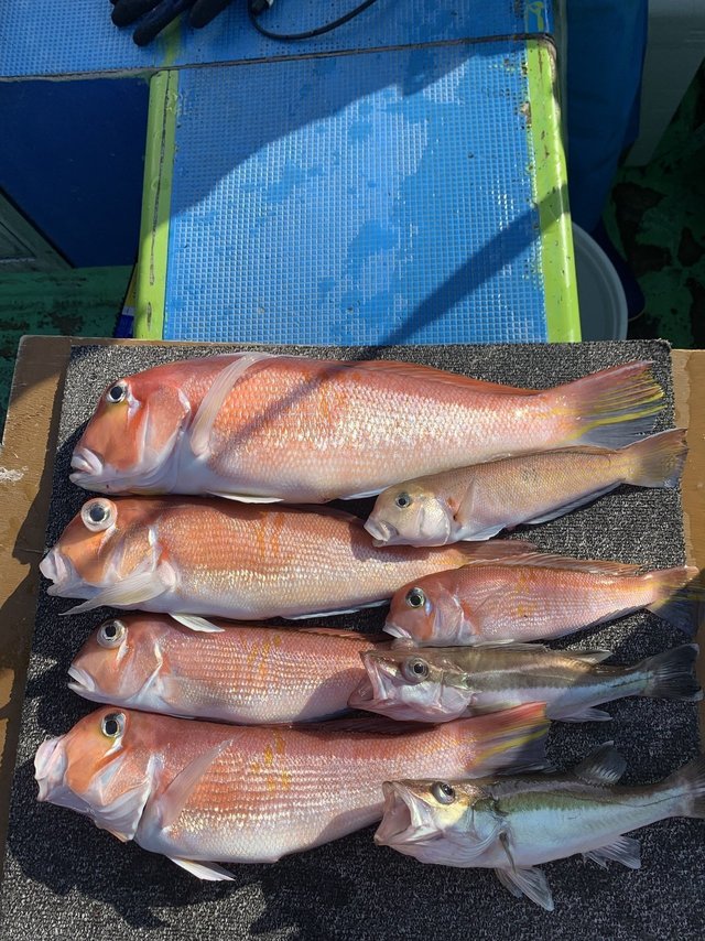 アマダイ(アカアマダイ)