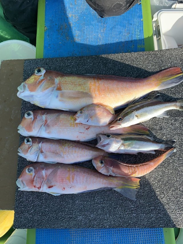 アマダイ(アカアマダイ)