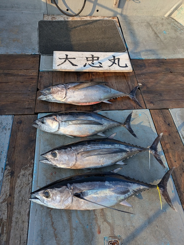 トンボ(ビンナガ)