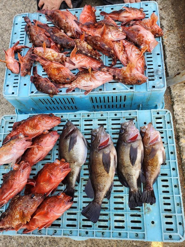 ガシラ(カサゴ)・メバル