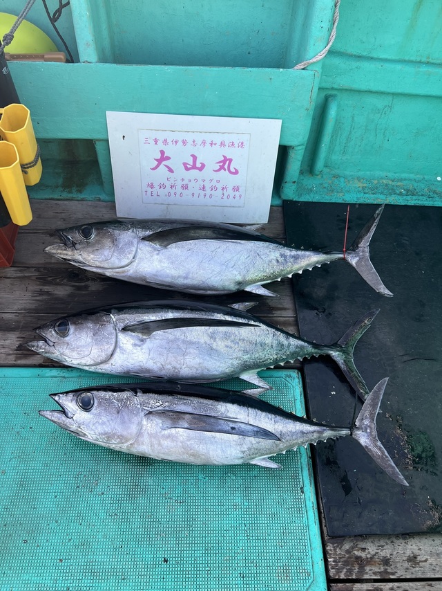 ビンチョウマグロ(ビンナガ)