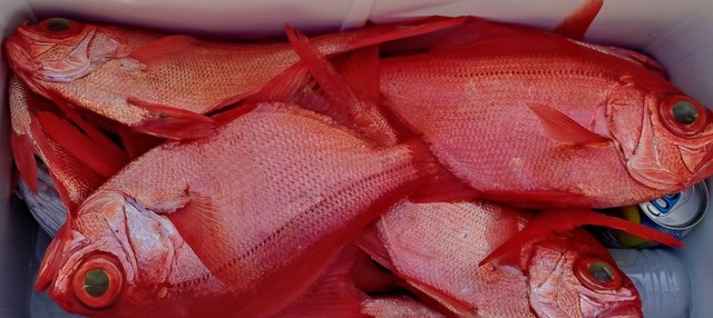 キンメ(キンメダイ)