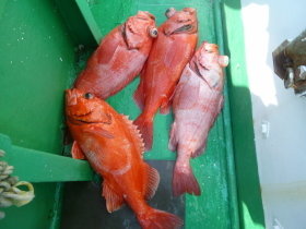 ベニアコウ(オオサガ)