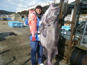 アブラボーズ(アブラボウズ)・ベニアコウ(オオサガ)