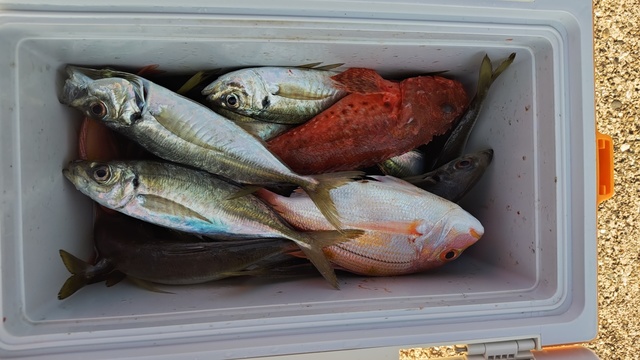 アジ(マアジ)・イトヨリ(イトヨリダイ)・オニカサゴ