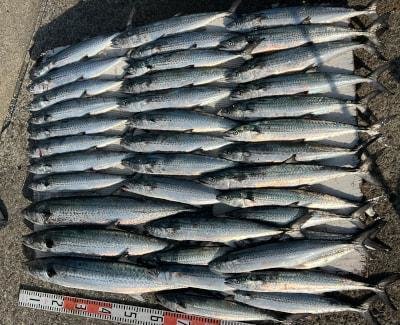 サワラ・サゴシ(サワラ)