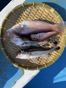 アマダイ(アカアマダイ)