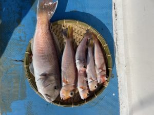 アマダイ(アカアマダイ)・シロアマダイ