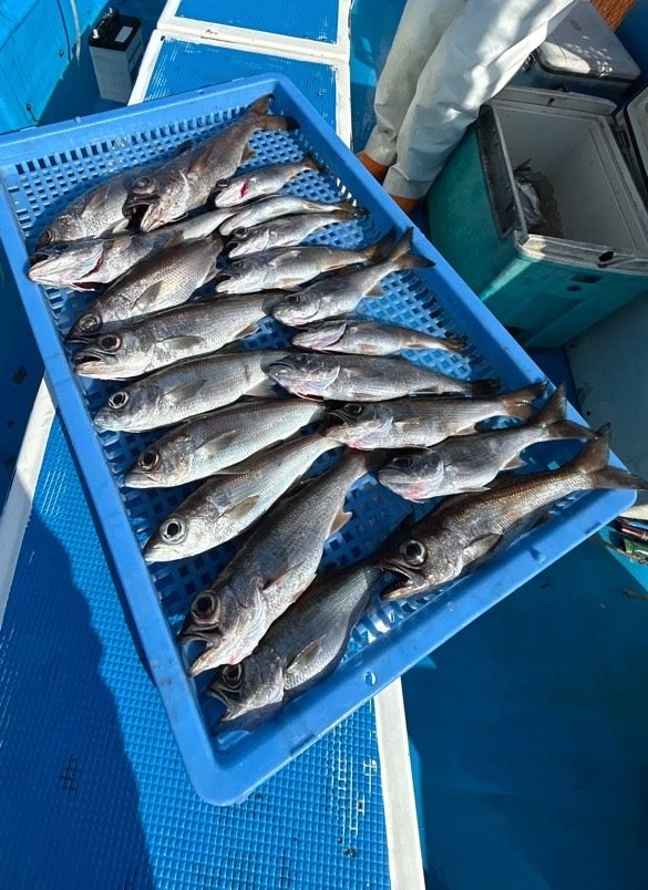 クロムツ・シロムツ(オオメハタ)・カゴカマス