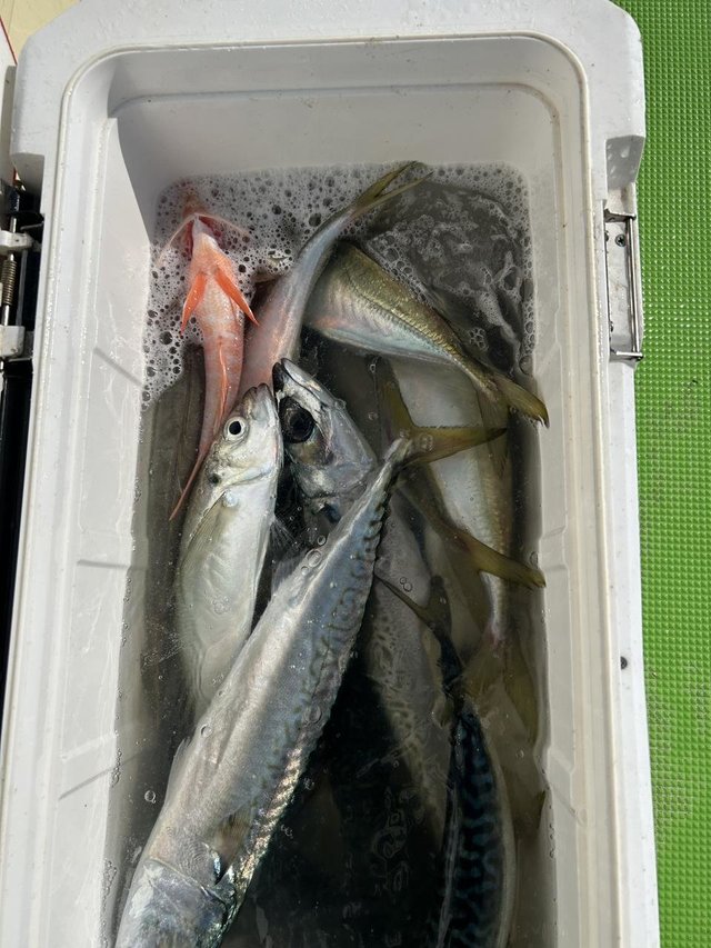 アジ(マアジ)・サバ(マサバ)