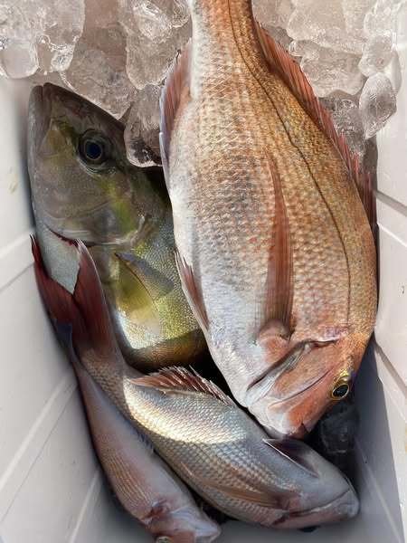 マダイ・カンパチ・アマダイ(アカアマダイ)