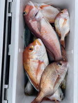 マダイ・キダイ・アマダイ(アカアマダイ)