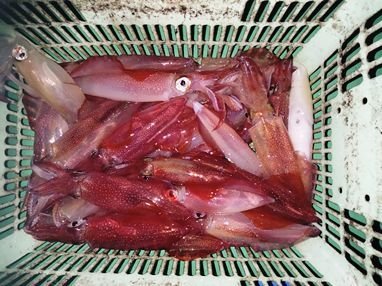 マイカ(ケンサキイカ)