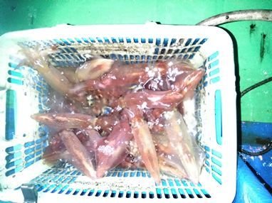 マイカ(ケンサキイカ)