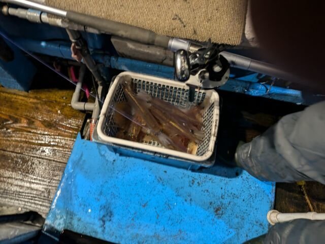 マイカ(ケンサキイカ)