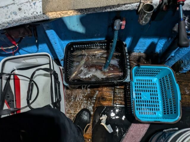 マイカ(ケンサキイカ)