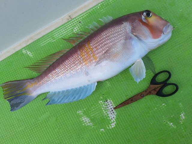 アマダイ(アカアマダイ)