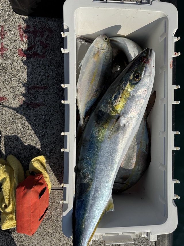 ブリ・カンパチ