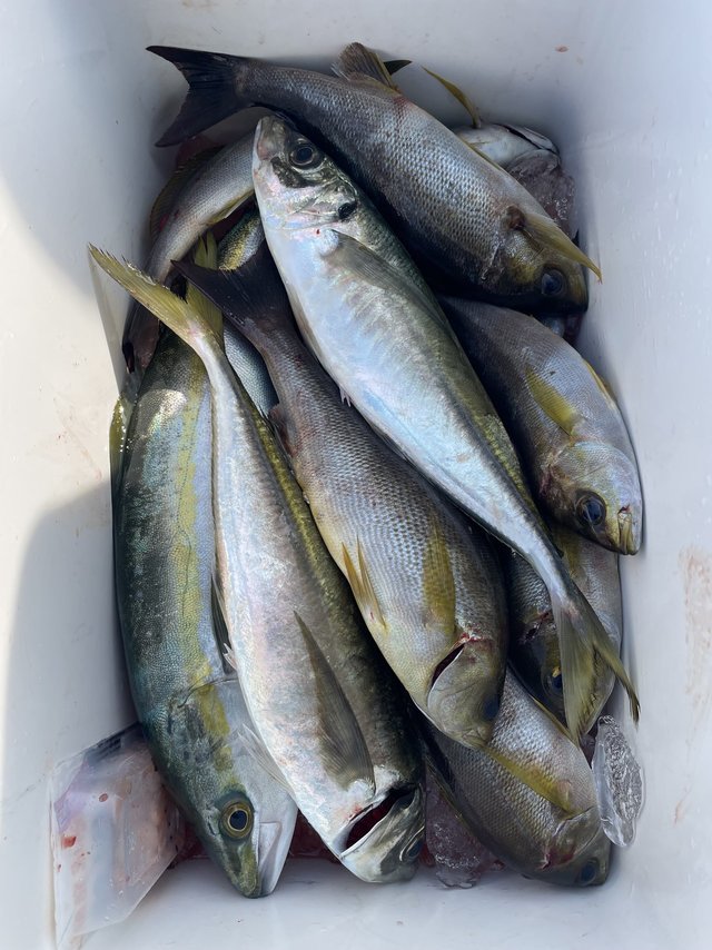 マアジ・イサギ(イサキ)