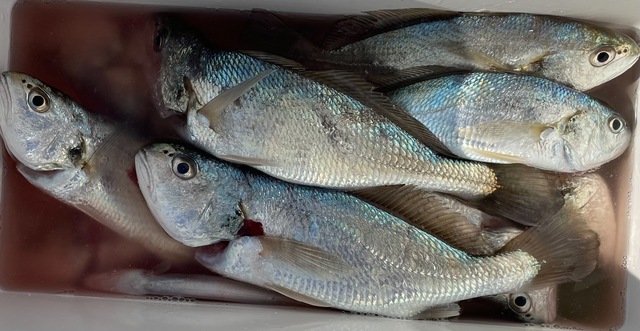 イシモチ(シログチ)