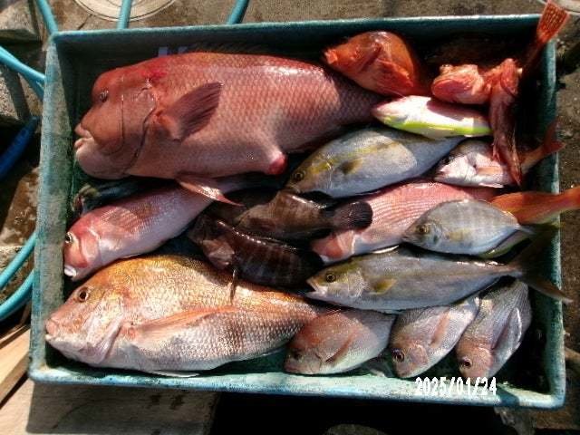 マダイ・コブダイ