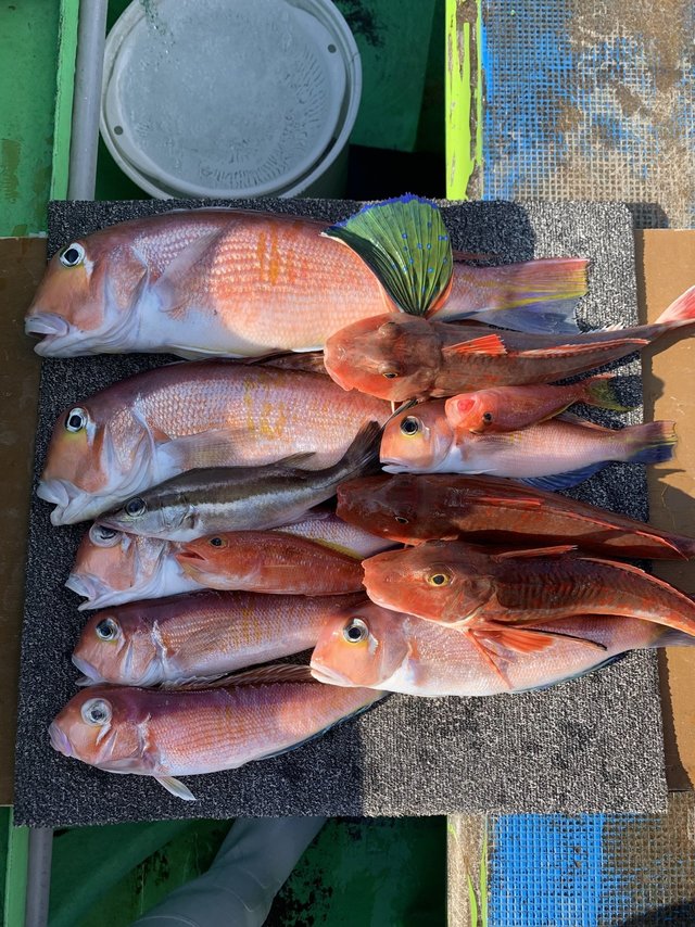 アマダイ(アカアマダイ)