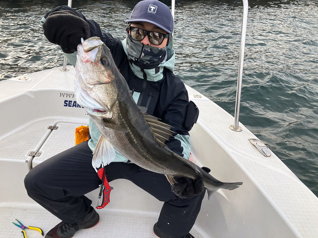 シーバス(スズキ)