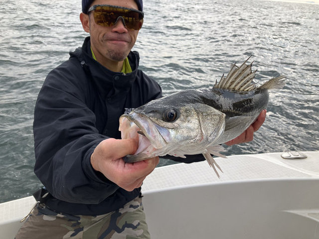 シーバス(スズキ)