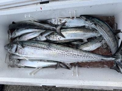 サワラ・サゴシ(サワラ)