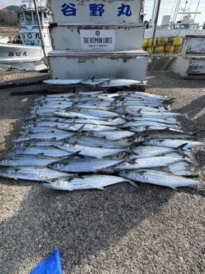 サワラ・サゴシ(サワラ)