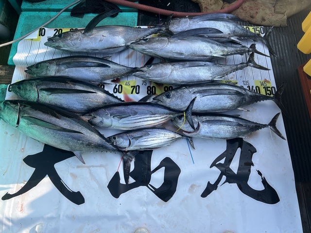 ビンチョウマグロ(ビンナガ)・カツオ