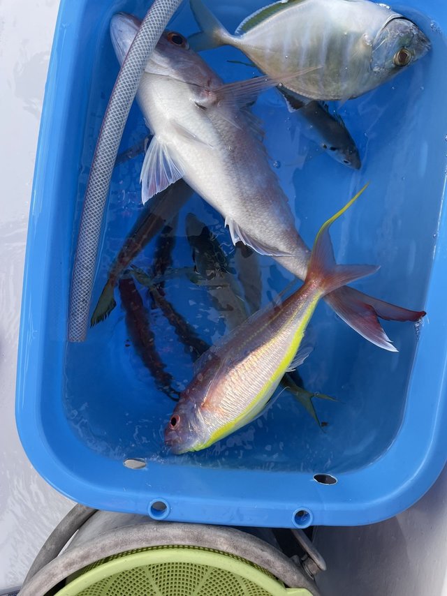 マダイ・アジ(マアジ)・カイワリ・イトヨリ(イトヨリダイ)