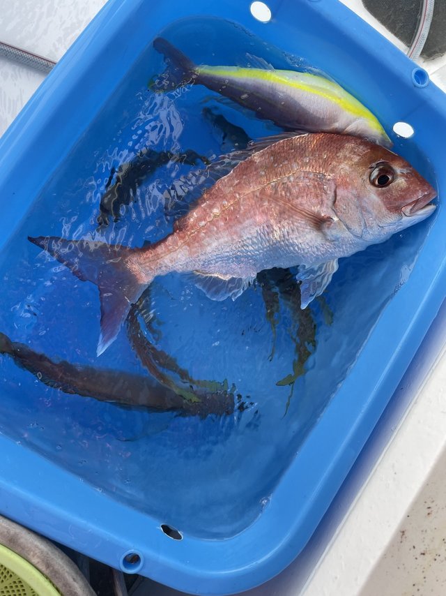 マダイ・アジ(マアジ)・イトヨリ(イトヨリダイ)