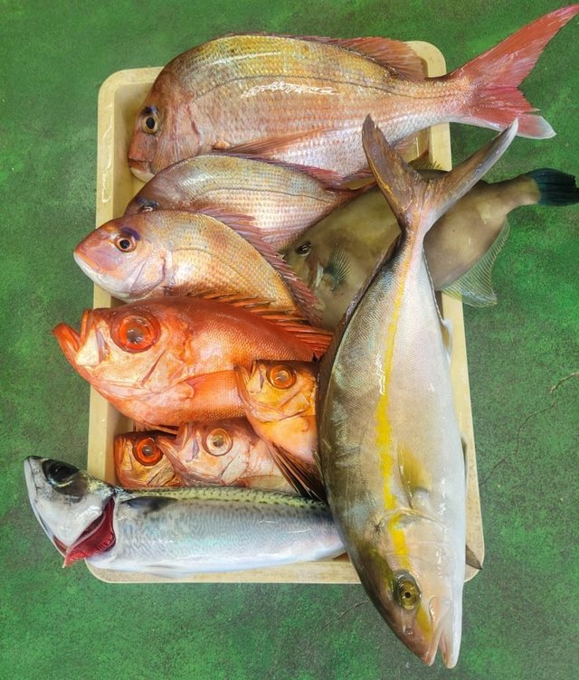 マダイ・カンパチ・キントキ(チカメキントキ)・ウマヅラ(ウマヅラハギ)・サバ(ゴマサバ)