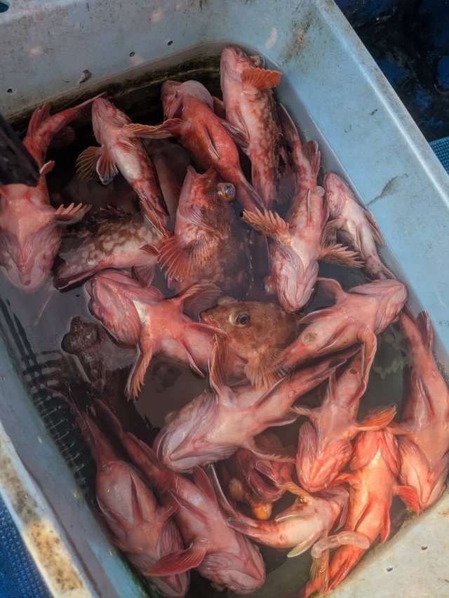 ガシラ(カサゴ)