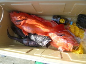 ベニアコウ(オオサガ)