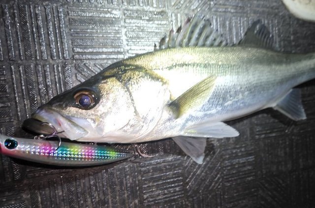 シーバス(スズキ)