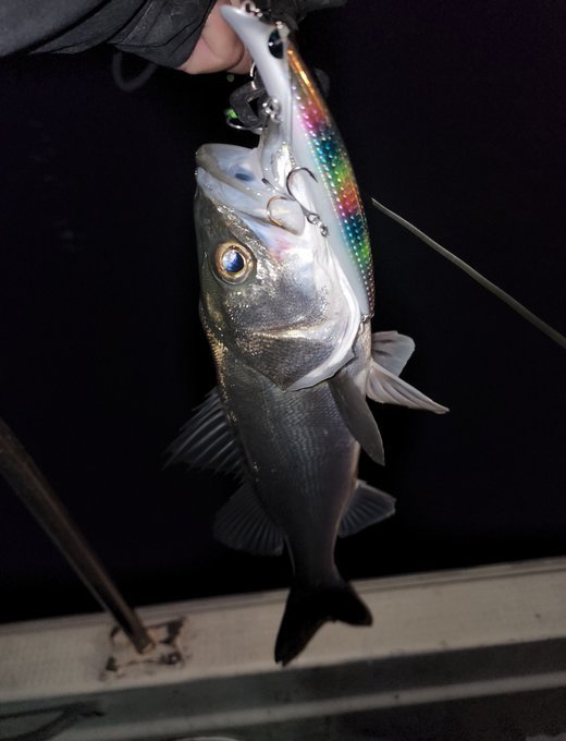 シーバス(スズキ)