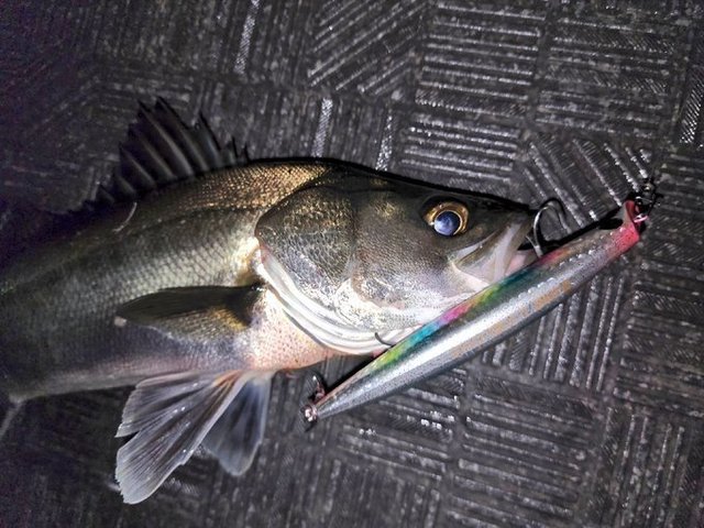 シーバス(スズキ)