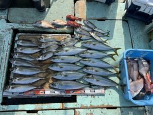 マダイ・マアジ・ハマチ(ブリ)・マサバ