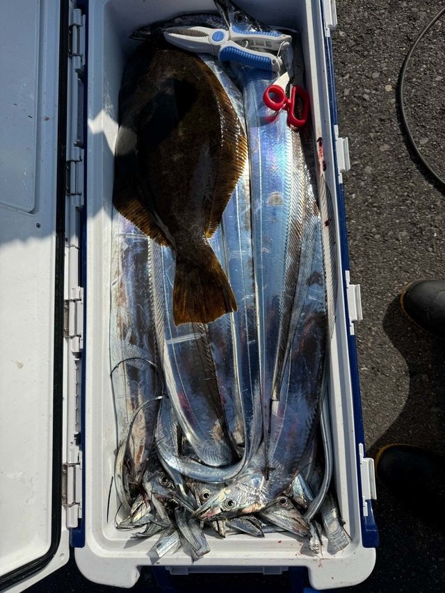 タチ(タチウオ)・ヒラメ