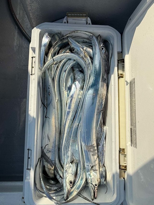 タチ(タチウオ)