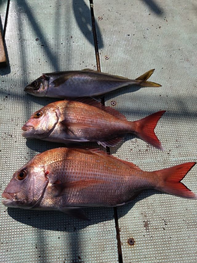 タイ(マダイ)・アジ(マアジ)