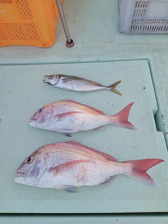 マダイ・マアジ