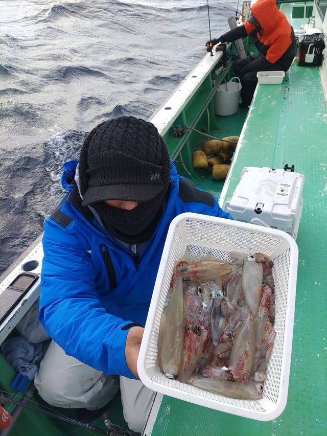 マルイカ(ケンサキイカ)