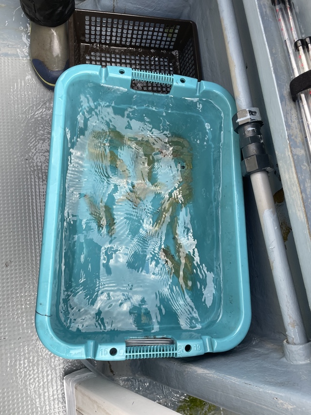 マルイカ(ケンサキイカ)